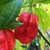 Red 7 Pot Douglah Pepper' 20S-e-e-ds