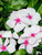 Vinca- Periwinkle- Bright Eyes- 50S-e-e-ds