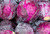 500S-e-e-ds Cabbage'' Red Acre Cabbage'' S-e-e-ds