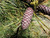 20S-e-e-ds Western White Pine S-e-e-d -Pinus monticola