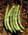 Contender B.ush Bean 30 S.eeds Pcs