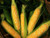 Peaches and Cream Sweet Corn S'EEDS  Untreated N O N-G M O Bicolor  G'row in Pot