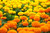 Cracker Jack Marigold S'EEDS Flówer Marigolds S'EEDS  G'row in Pot