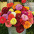 California Giant Zinnia S'EEDS Flówer Rainbow Rose Color S'EEDS  G'row in Pot