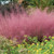 Mexican Feather Stipa P.Heasant Tails G.rass Decorative G.rass 25 S.eeds Pcs Mexican Feather Stipa P.Heasant Tails G.rass Decorative G.rass 25 S.eeds Pcs