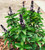 Thai Basil S'EEDS  Veg?table Lao H?rb Vietnamese Asian S'EEDS  G'row in Pot