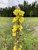 PHK Mullein S.e.ed verbascum thapsus 1000 S.e.EDS