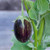 RubyShop724 25Se-e-ds Udumalapet Eggplant' Se-e-ds