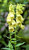 RubyShop724 50S-e-e-ds Yellow Foxglove Digitalis F-l-o-w-er S-e-e-ds