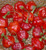 RubyShop724 25 Rocotillo Pepper S-e-EDS-Capsicum chinense