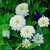 RubyShop724 200S-e-e-ds White Zinnia S-e-e-ds Polar Bear Zinnia S-e-e-ds