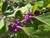 RubyShop724 Purple Beauty bérry 150 S-e-EDS