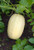 RubyShop724 25 Tivoli Squash S-e-EDS Mini Spaghetti Squash S-e-EDS