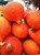 15S-e-e-ds Red Kuri Squash S-e-e-ds-apanese Kabocha Pumpkin