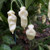10S-e-e-ds Fatalii White Pepper' Devil's Tongue White Capsicum Chinense