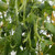 50S-e-e-ds White Half Runner Bean S-e-e-ds
