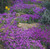 50S-e-e-ds Aubrieta Deltoidea Royal Violet S-e-e-ds