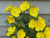 500S-e-e-ds Yellow Oenothera Biennis S-e-e-ds Evening Primrose S-e-e-ds