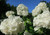 100S-e-e-ds White Phlox S-e-e-ds Drummondii Compacta