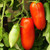 San Marzano Redorta Tomato' 25S-e-e-ds