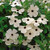 Black-eyed Susan Viine -Thunbergia Alata-white- 20S-e-e-ds