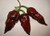 25S-e-eds Chocolate Brown Bhut Jolokia Ghost Pepper S-e-eds