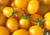 50S-e-e-ds Super Sweet Yellow Grape Tomato Gold Tiny Small Cherry Tomatoes