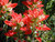RubyShop724 50 plus Indian Paintbrush Castilleja Indivisa Fl-ow-er S-e-e-ds