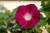 RubyShop724 100S-e-e-ds Morning Glory S-e-e-ds Scarlet Ohara Morning Glory
