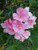 RubyShop724 Oleander S-e-e-ds -Nerium Oleander- 50 plusS-e-e-ds