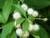 RubyShop724 Button Bu'sh Occidentalis 30S-e-e-ds
