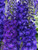 RubyShop724 50 Purple Delphinium Mix S-e-e-ds