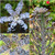 RubyShop724 25 Dark Blue Kalanchoe S-e-e-ds