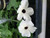 25S-e-e-ds Black-eyed Susan Viine -Thunbergia Alata-white S-e-e-ds