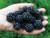 100S-e-e-ds Thornless Blackberry S-e-e-ds Rubus rusticanus