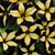 50S-e-e-ds Petunia' Unique Black Yellow Black Yellow Petunia'