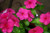 Vinca S-e-e-ds-deep Pink Periwinkle 100S-e-e-ds
