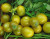 50S-e-e-ds Spicy Sweet Green Grape Cherry Tomato' S-e-e-ds