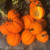 30S-e-e-ds Table Gold Acorn Winter Squash S-e-e-ds