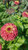 20S-e-e-ds Giant Queen Red Lime Green Zinnia S-e-e-ds
