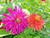 40S-e-e-ds Giant Cactus Double Mix Zinnia Chrysanthemum S-e-e-ds