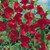 Sweet Péa Péarl Red S-e-e-ds -Lathyrus Latifolius- 25S-e-e-ds