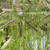 1000S-e-e-ds Blue Grama Gráss S-e-e-ds