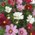 100S-e-e-ds Mix Dwarf Cosmos S-e-e-ds Calliopsis