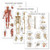 3 Pack- Muscular System  plus Skeletal System  plus Anatomy of the Spine Poster Set - Set of 3 Anatomical Charts - Laminated - 18" x 27"