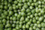 100S-e-e-ds Wando Péa S-e-e-ds Sweet Péa S-e-e-d Pisum sativum