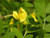 RubyShop724 30S-e-e-ds Siberian Pea' Tr-ée S-e-e-d Caragana arborescens