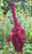 RubyShop724 100S-e-e-ds Elephant Head Amaranthus Gangeticus