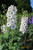 RubyShop724 25S-e-e-ds White Magic Fountains Dark Bee Delphinium F-l-o-w-er S-e-e-ds