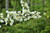 RubyShop724 20 White Fl-ow-ered Redbud S-e-EDS